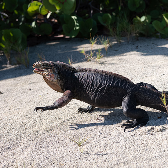 lizard strolls along the beach