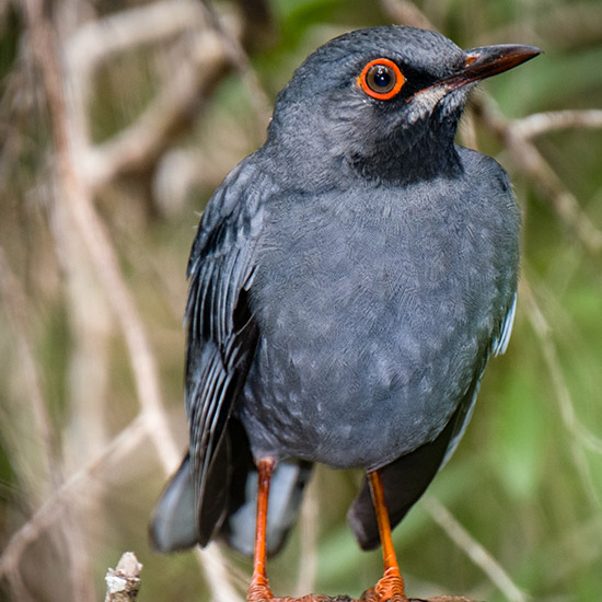 a bird at andros isle